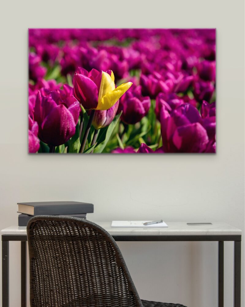 Half Purple Half Yellow Flower – Photo Print Wall Art The Netherlands