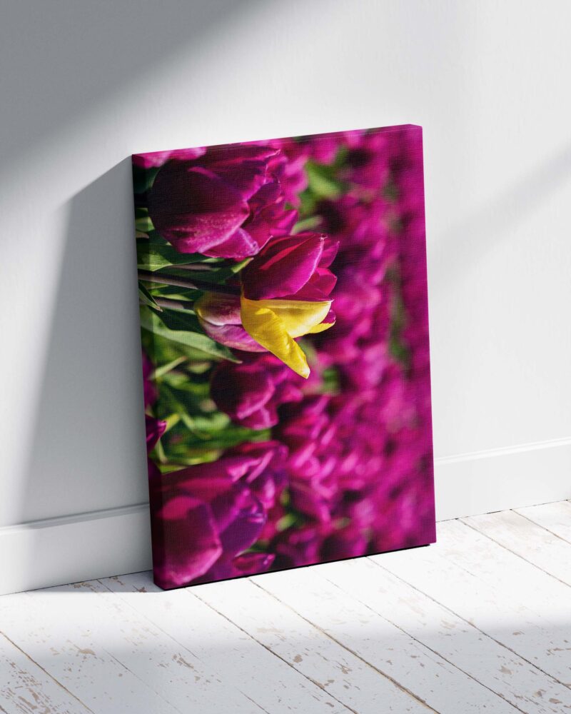 Half Purple Half Yellow Flower – Photo Print Wall Art The Netherlands