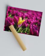 Half Purple Half Yellow Flower – Photo Print Wall Art The Netherlands