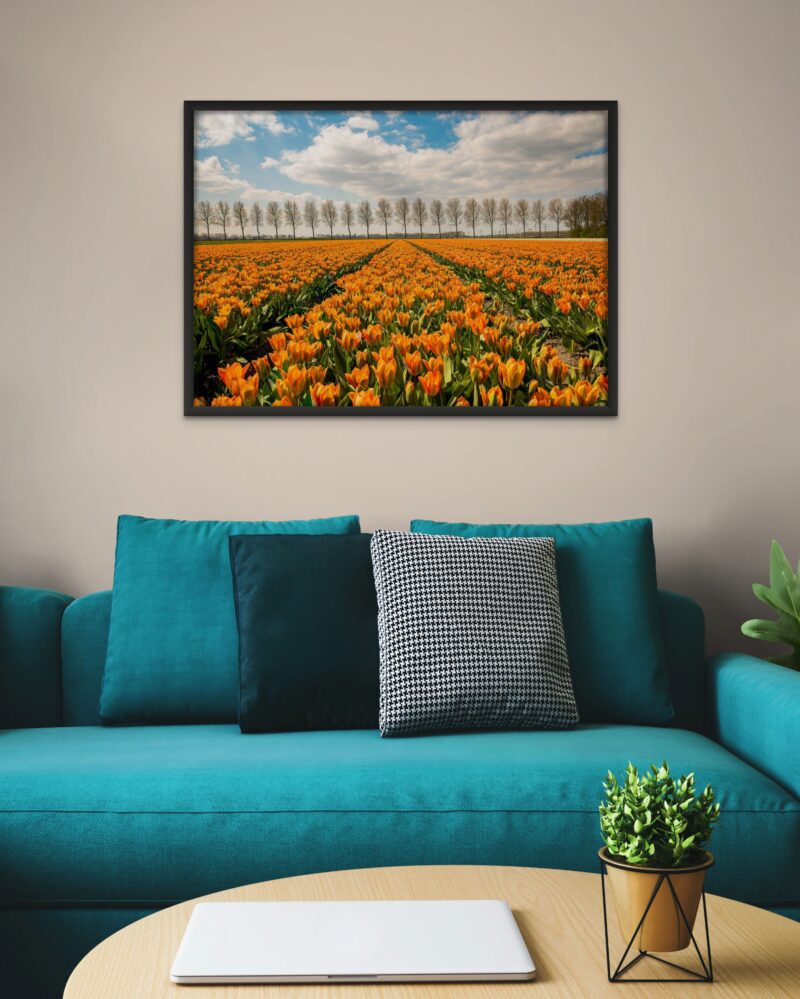 Orange Symmetrical Tulip Field – Photo Print Wall Art The Netherlands