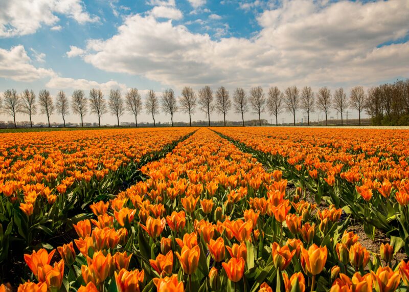 Orange Symmetrical Tulip Field – Photo Print Wall Art The Netherlands