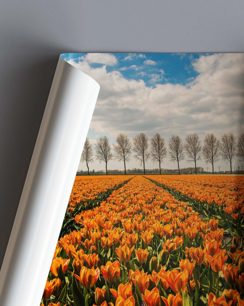 Orange Symmetrical Tulip Field – Photo Print Wall Art The Netherlands