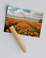 Orange Symmetrical Tulip Field – Photo Print Wall Art The Netherlands