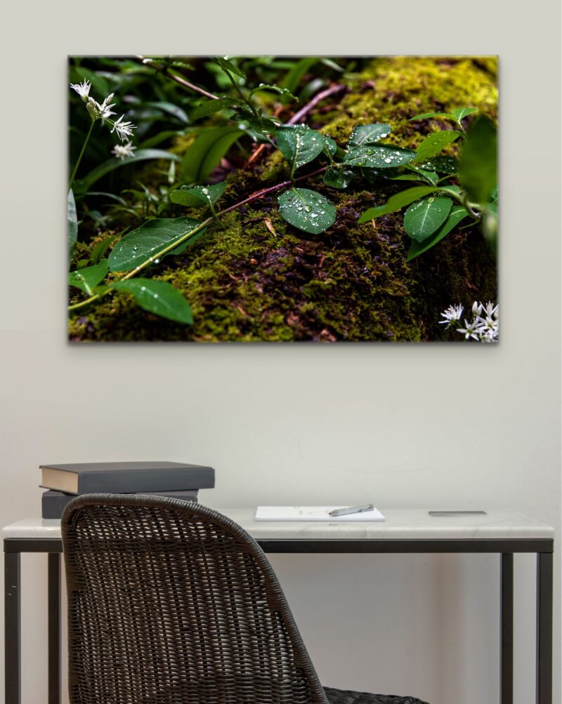 Forest Dew – Photo Print Wall Art Scotland - Skye & Glencoe