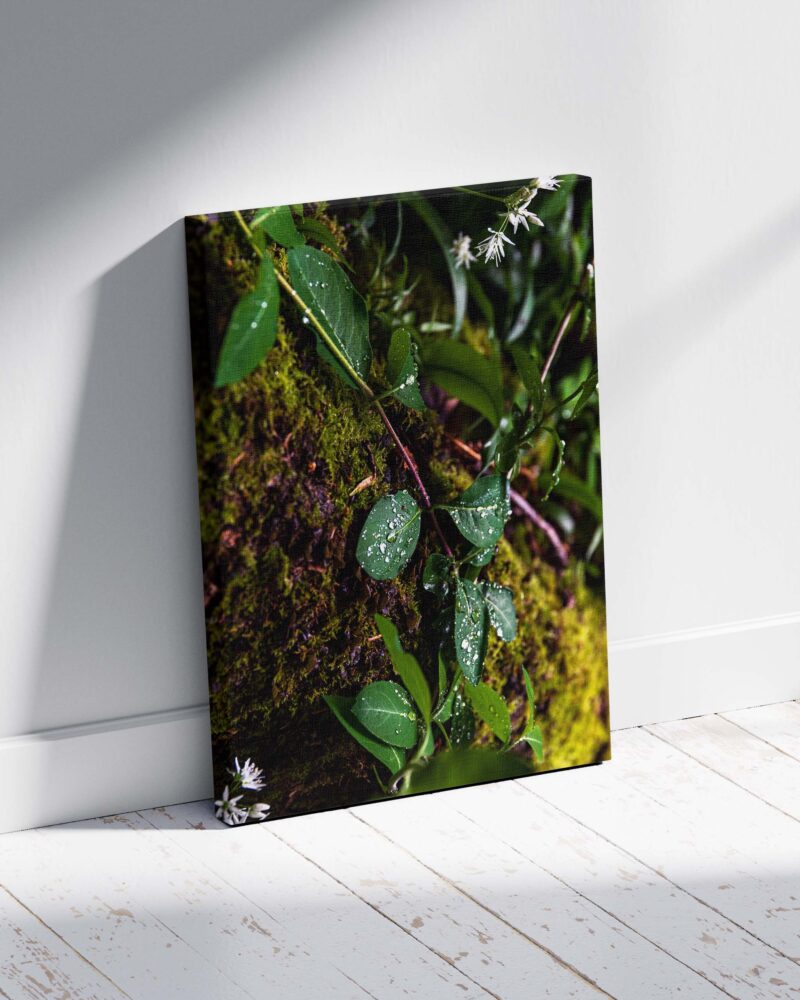 Forest Dew – Photo Print Wall Art Scotland - Skye & Glencoe