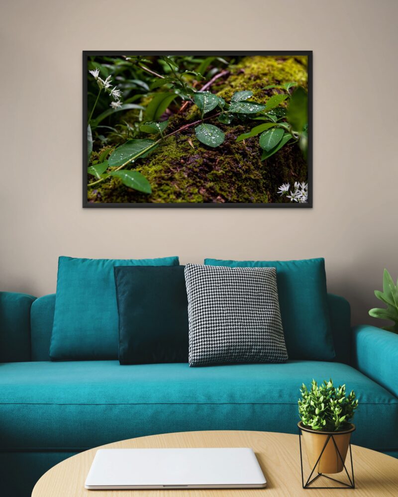 Forest Dew – Photo Print Wall Art Scotland - Skye & Glencoe