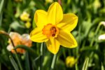 Ladybug Sleeping In Yellow Flower – Photo Print Wall Art The Netherlands