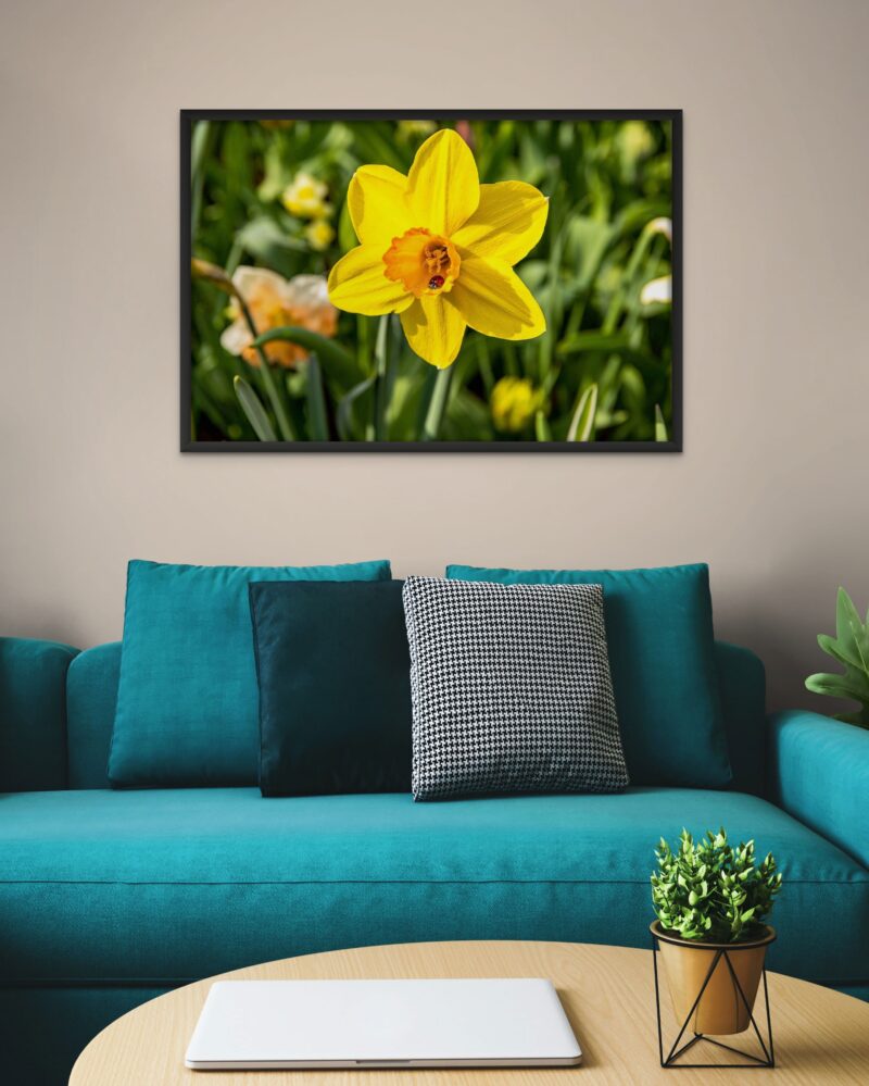 Ladybug Sleeping In Yellow Flower – Photo Print Wall Art The Netherlands