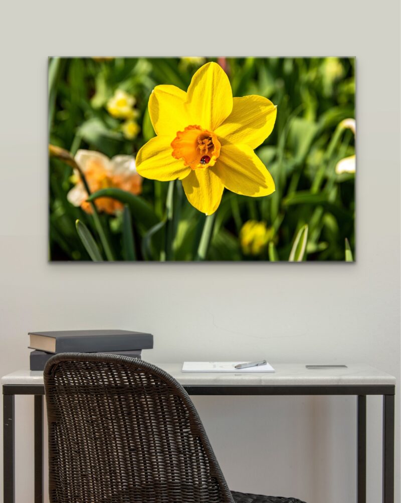 Ladybug Sleeping In Yellow Flower – Photo Print Wall Art The Netherlands