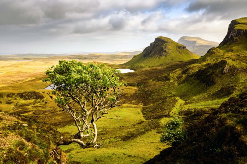 Quiraing Tree – Scottish Highlands Photo Print Wall Art Scotland - Skye & Glencoe