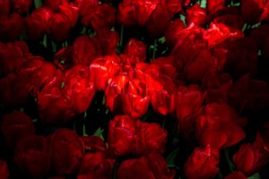 Red Flowers – Photography Print The Netherlands