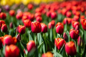 Red Tulip in Field – Photography Print The Netherlands