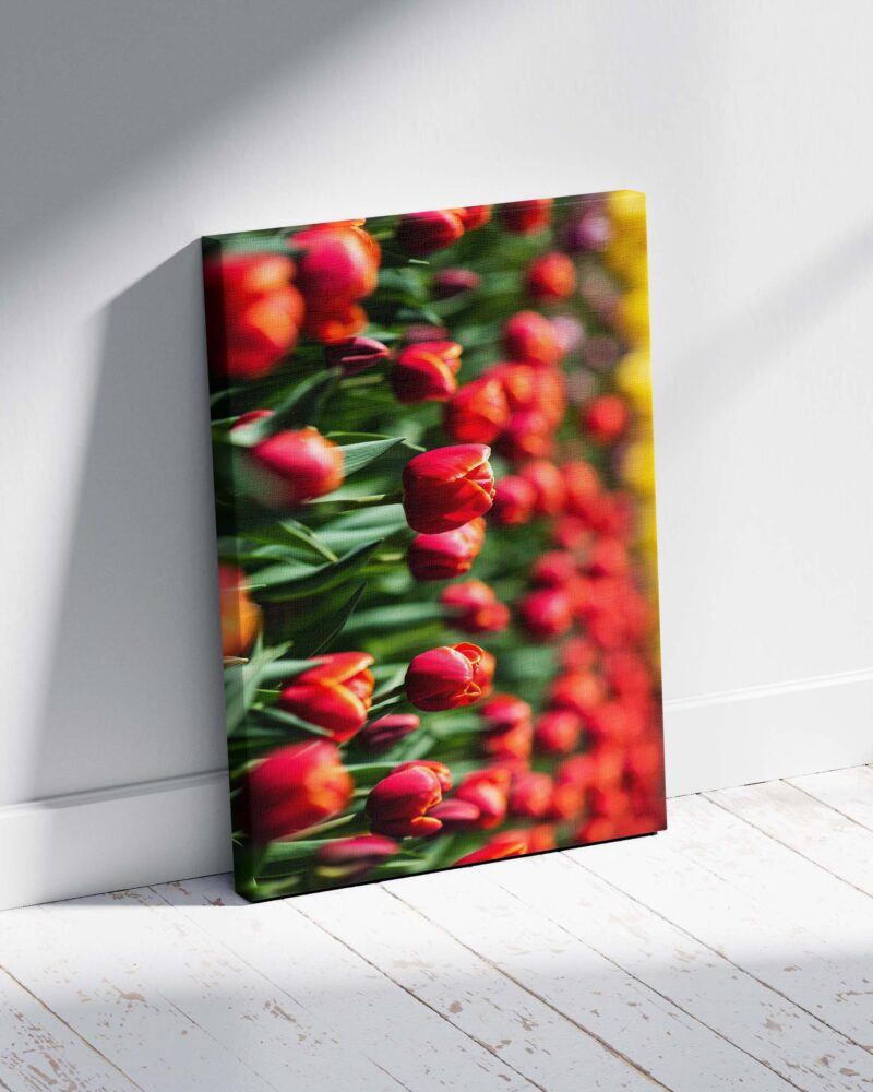 Red Tulip in Field – Photo Print Wall Art The Netherlands