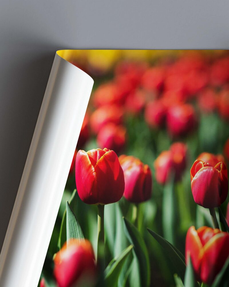 Red Tulip in Field – Photo Print Wall Art The Netherlands