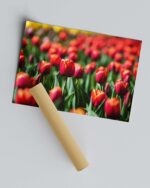 Red Tulip in Field – Photo Print Wall Art The Netherlands