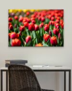 Red Tulip in Field – Photo Print Wall Art The Netherlands