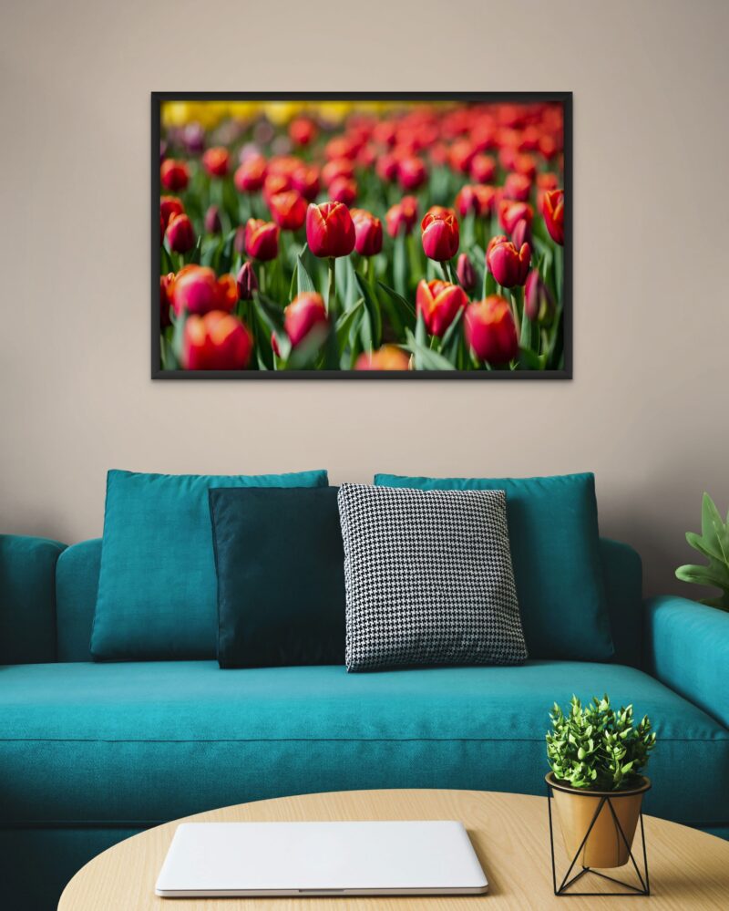 Red Tulip in Field – Photo Print Wall Art The Netherlands