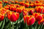 Red & Yellow Tulip in Field – Photo Print Wall Art The Netherlands