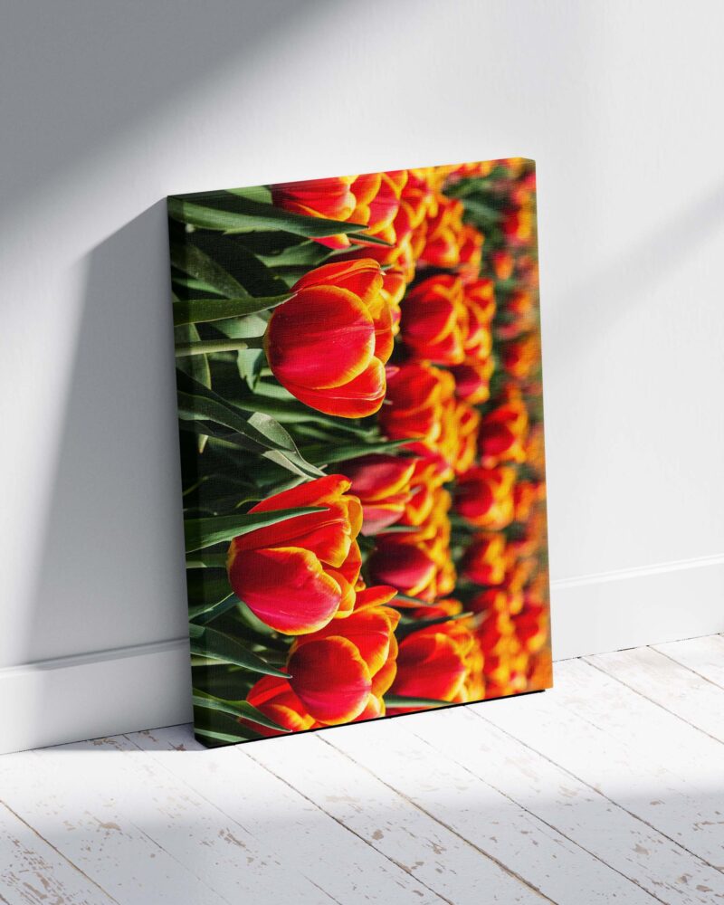 Red & Yellow Tulip in Field – Photo Print Wall Art The Netherlands