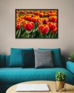 Red & Yellow Tulip in Field – Photo Print Wall Art The Netherlands