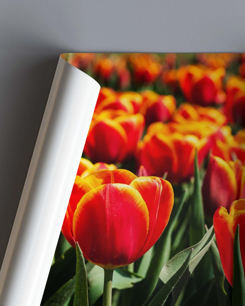 Red & Yellow Tulip in Field – Photo Print Wall Art The Netherlands