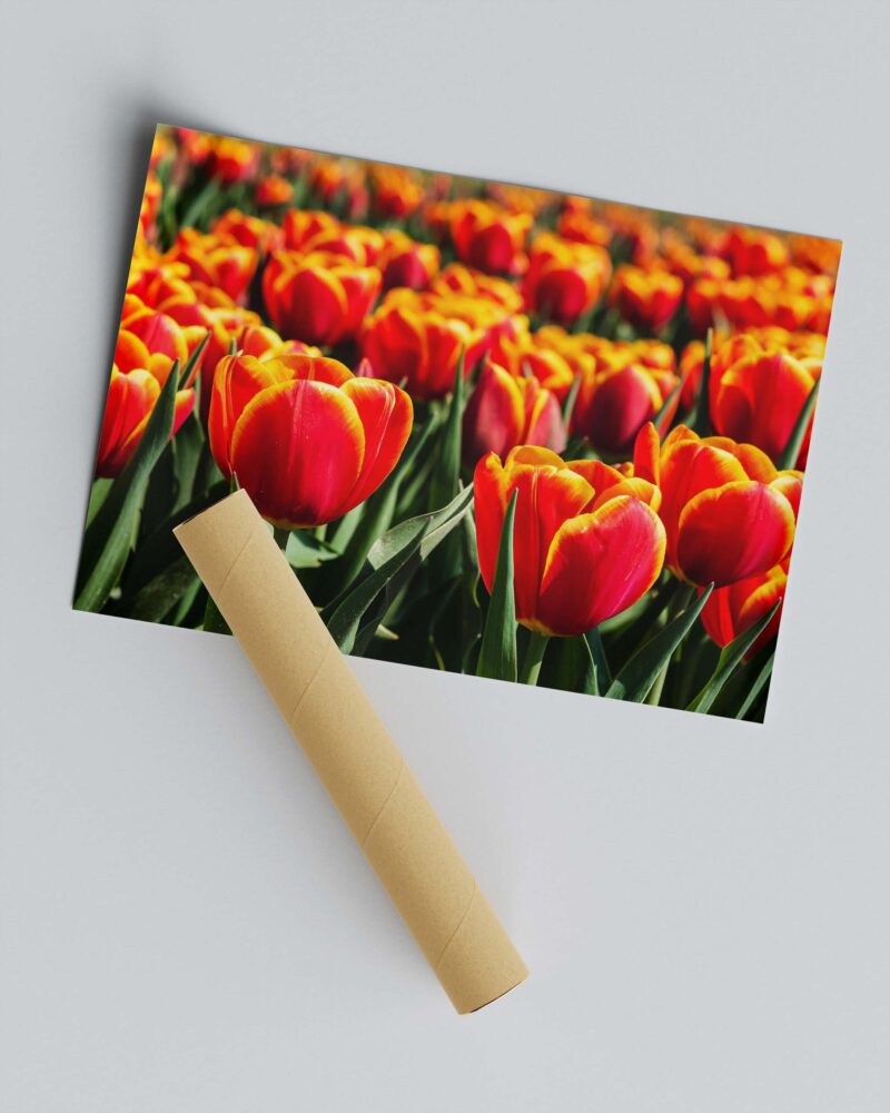 Red & Yellow Tulip in Field – Photo Print Wall Art The Netherlands