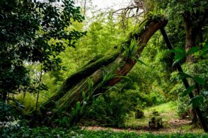 Fallen Tree – Photo Print Wall Art The Azores