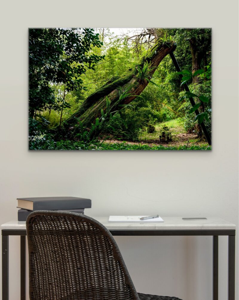 Fallen Tree – Photo Print Wall Art The Azores