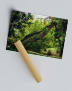 Fallen Tree – Photo Print Wall Art The Azores