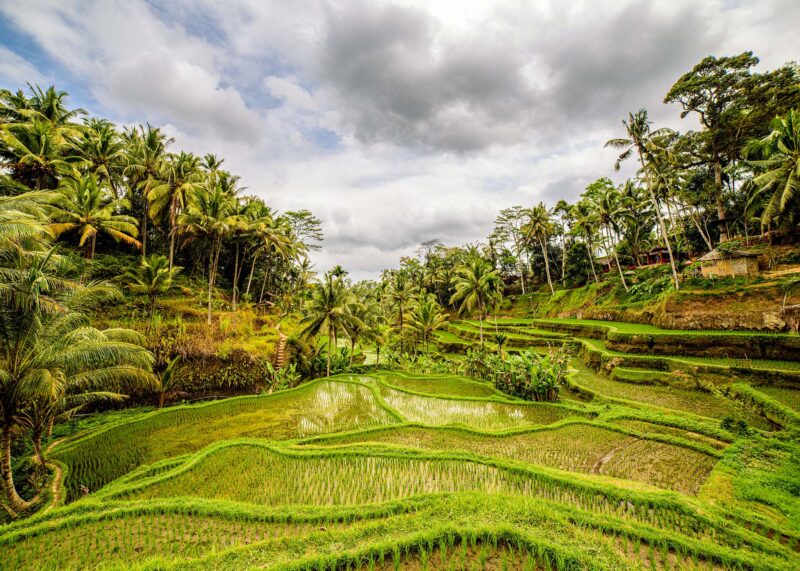 Green Rice Fields – Photo Print Wall Art Indonesia - Bali