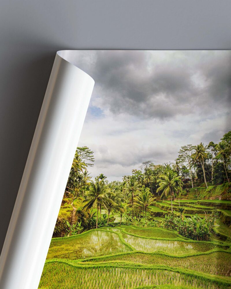 Green Rice Fields – Photo Print Wall Art Indonesia - Bali