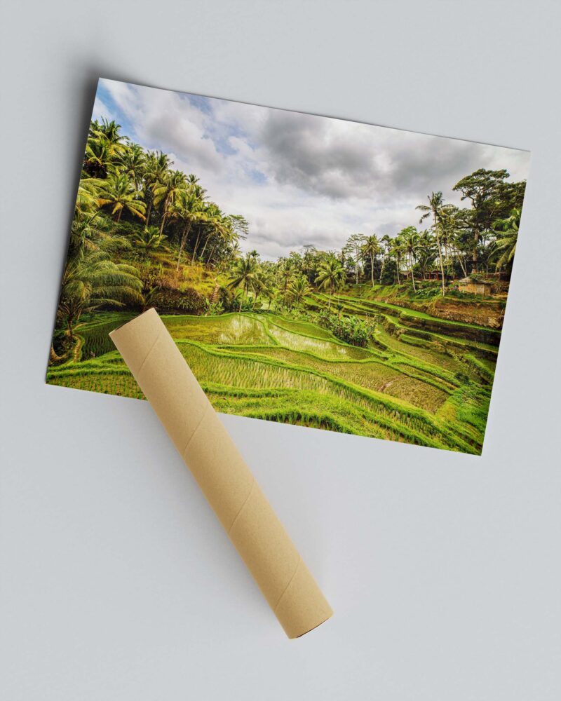 Green Rice Fields – Photo Print Wall Art Indonesia - Bali