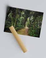 Jungle Path – Photo Print Wall Art The Azores