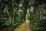 Jungle Path – Photo Print Wall Art The Azores