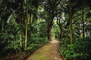 Jungle Path – Photography Print The Azores Photo Prints