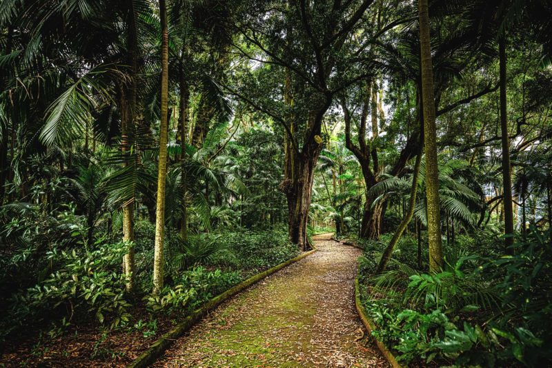 Jungle Path – Photo Print Wall Art The Azores