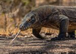 Komodo Dragon – Photo Print Wall Art Indonesia - Bali