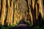 Plátanos Alley – Photo Print Wall Art The Azores