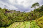 Tegallalang Rice Terrace – Photo Print Wall Art Indonesia - Bali